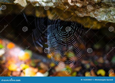 Spider Cave In Tree Royalty-Free Stock Photo | CartoonDealer.com #105805743