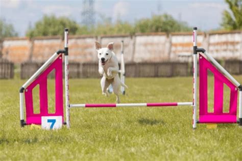 The Complete Guide To Dog Agility Jumps - Carlson Agility