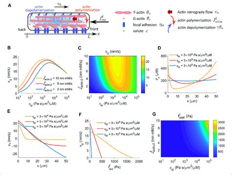 | Cell velocity and effective force generation under actin-driven cell ...