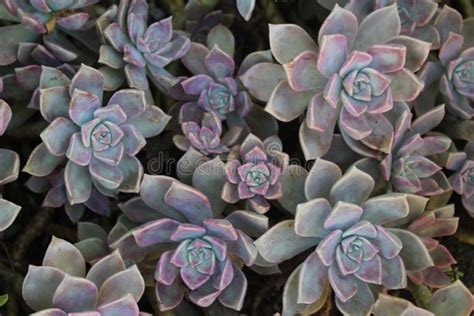 Green and Pink Succulents stock photo. Image of desert - 123111532