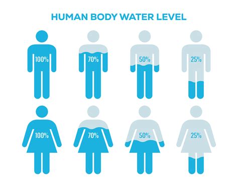 Male and Female body with water percentage illustration. Human body ...