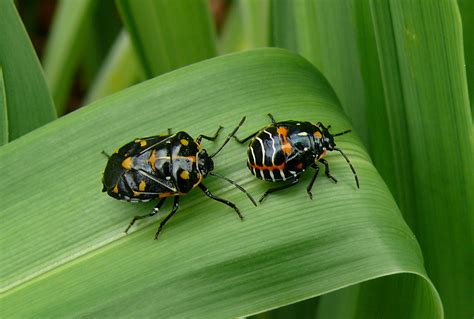 File:Harlequin Bug adult and nymph.jpg - Wikimedia Commons