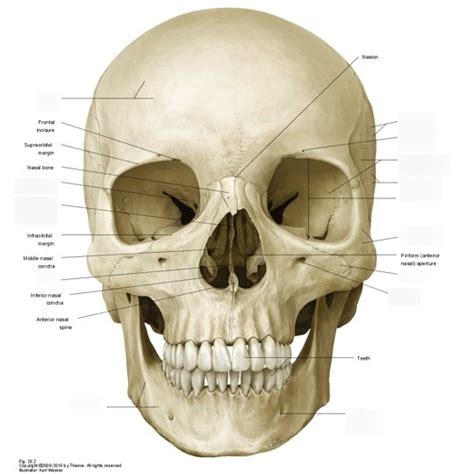 Norma Frontalis Diagram | Quizlet