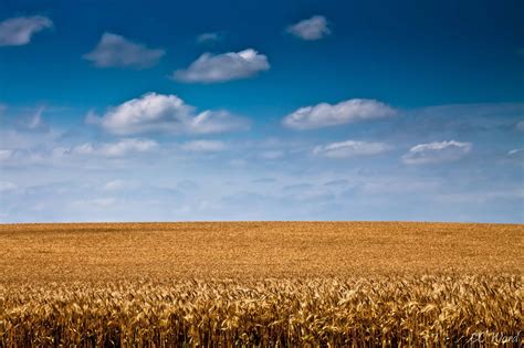 WheatField | Ireland Before You Die