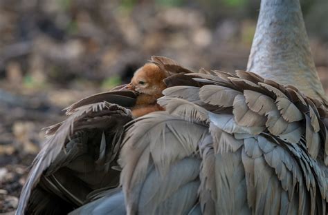 Sandhill-Crane-Chick_MFD4168-PKS-SF | Sandhill Crane chick s… | Flickr