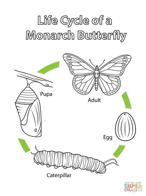 Brilliant Image of Monarch Butterfly Coloring Page - davemelillo.com | Butterfly coloring page ...