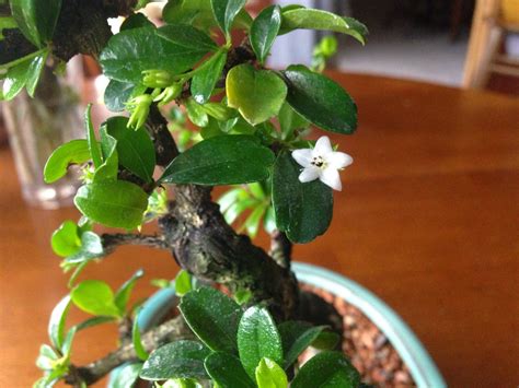 Flowering Fukien Tea Bonsai Tree Care - About Bonsai