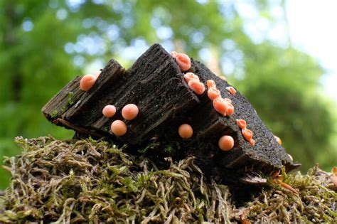 The architecture of decay | National Trust for Scotland