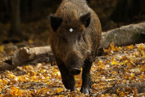 Wild Pig Boar Hunting in New Zealand