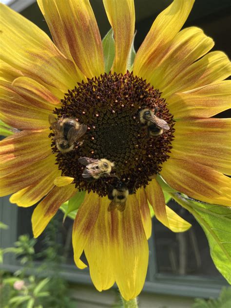 Bees and Sunflower - Planters Place