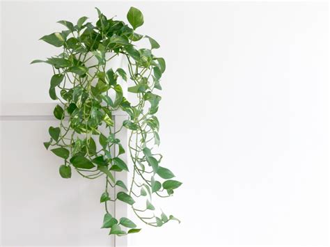 Pothos Plant - Tips For Easy Pothos Care | Gardening Know How