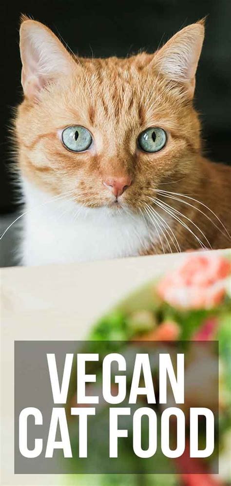 Food Archives - The Happy Cat Site | Vegan cat, Vegan cat food, Cat food