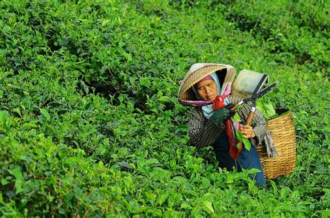 HD wallpaper: group of people harvesting during day time, tea ...