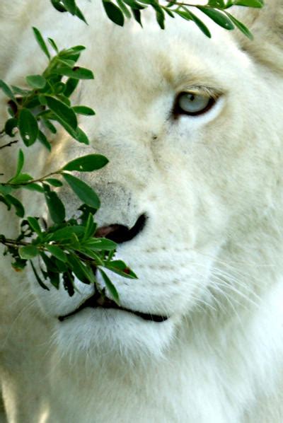 Lions Park - South Africa 8 by misszoe on DeviantArt