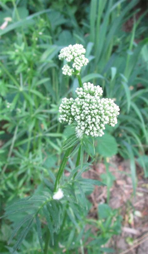 identification - What is this tall perennial with fragrant white ...