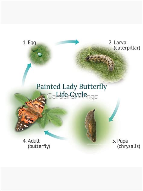 "Painted Lady Butterfly Life Cycle" Sticker for Sale by Gardens-Wings | Redbubble