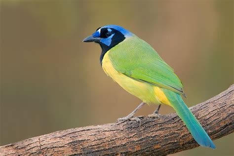 Green Jay. | National wildlife refuge, Wildlife, Wildlife refuge