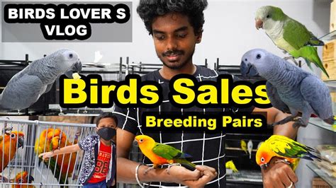 BIRDS FOR SALES | PET SHOP REVIEW | BIRDS and Dogs Accessories ...