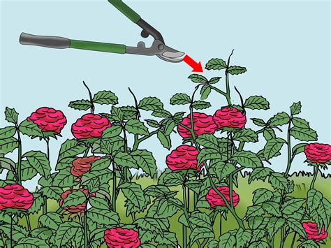 How to Prune Knockout Roses (with Pictures) - wikiHow