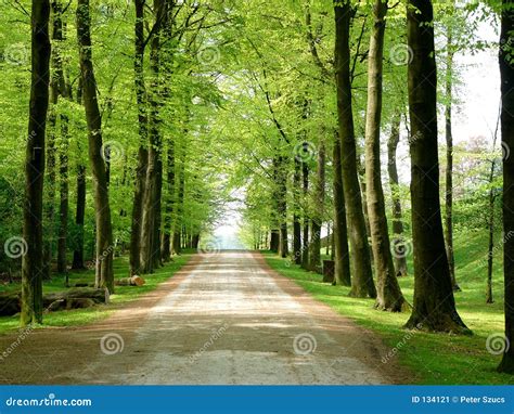 Forest Walking Path 1 Stock Image - Image: 134121