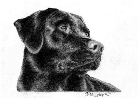 The Black Lab Sketch Drawing | Dog sketch, Custom pet portraits, Pet portraits