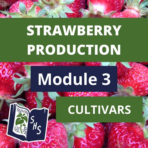 Strawberry Production - Cultivars - Spencer Horticultural Solutions