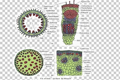 Plant Stem Cell Dicotyledon Plants Tissue PNG, Clipart, Anatomy, Botany, Cell, Diagram ...