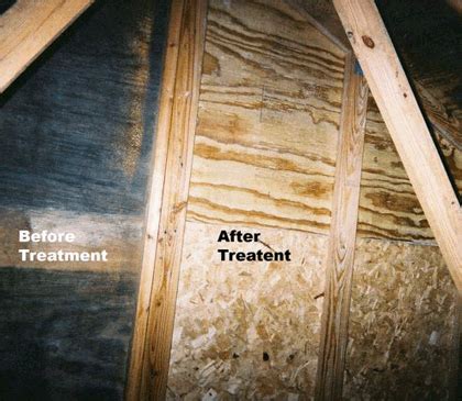 Attic Mold Removal | Safe Mold Solutions : Chapter 1