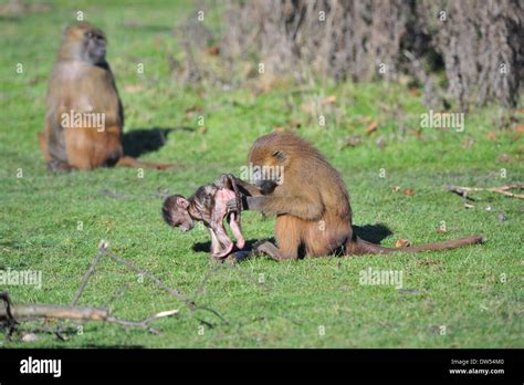 Guinea baboons (Papio papio Stock Photo - Alamy