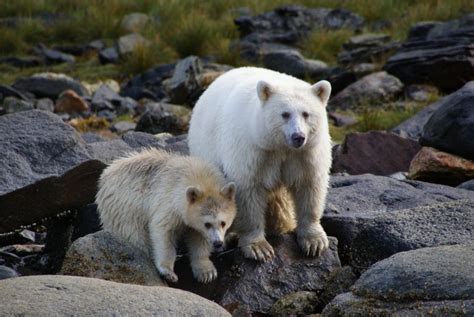 Kermode bear or spirit bear – Bear Conservation