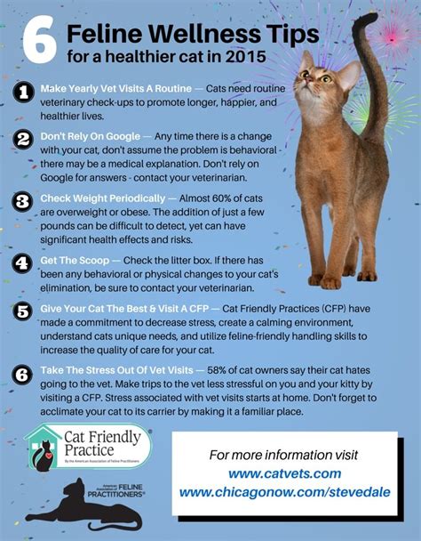 6 Ways To Keep Your Cat Healthy In 2015 | Cat care, Cat health, Senior ...