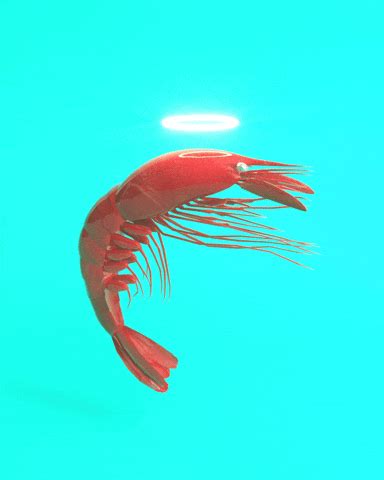 Shrimp GIFs - Get the best GIF on GIPHY