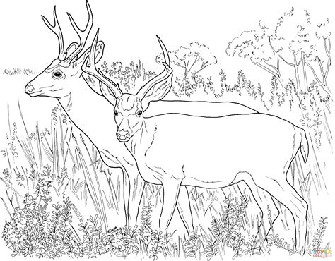 Two White-Tailed Deers coloring page | Free Printable Coloring Pages
