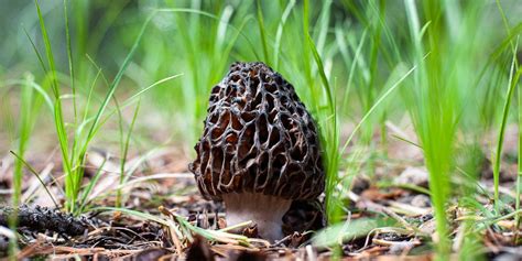 Here’s What You’ll Need to Start Foraging Mushrooms | Wirecutter