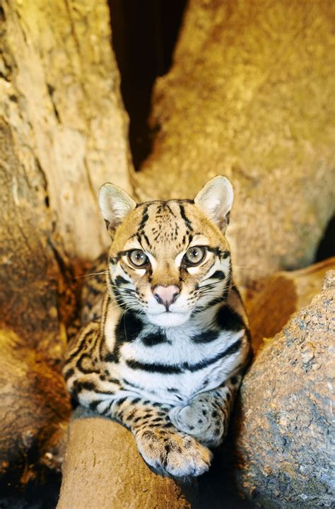 Ocelot - Endangered Big Cats Profile