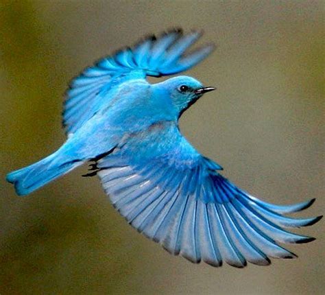 mountain bluebird | Birds flying, Bird pictures, Beautiful birds