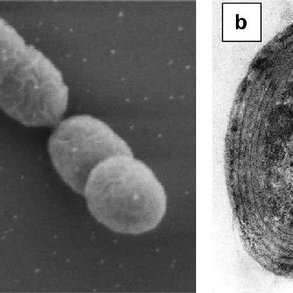 3. Representative marine planktonic cyanobacteria: Prochlorococcus ...