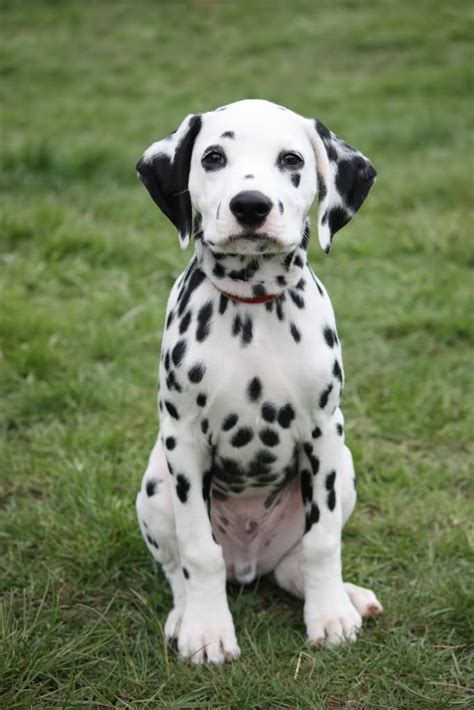 50 Very Cute Dalmatian Puppy Pictures And Photos