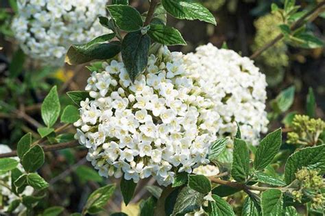 Viburnum × burkwoodii (Burkwood Viburnum) – Garden