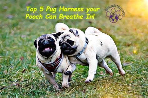 Pug harness under $60 | 5 best escape proof Harness | TravelingPetSafety