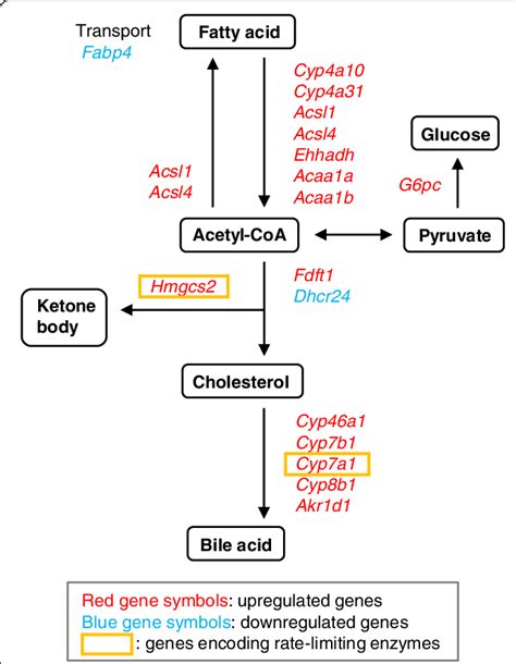 Metabolic pathway of DEGs related to lipid metabolism in the liver by ...