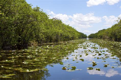 Everglades Swamp In Florida - Lewis, Longman & Walker, P.A.