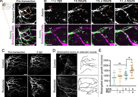 Schwann cells instruct axonal regrowth. | Download Scientific Diagram