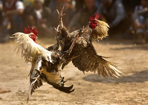 El gallero que perdió su rancho y estará preso 11 años por ser del crimen organizado | Noticias ...