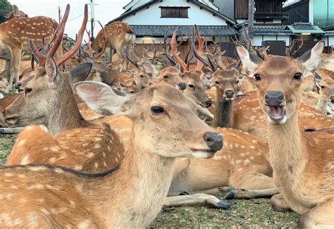 Deer in Nara Park outnumber visitors, display baffling summer gathering behaviour | SoraNews24 ...