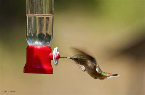 Fluttering Hummingbird Photograph by Tyra OBryant