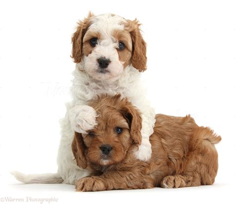 Dogs: Cute Cavapoo puppies hugging photo WP39177