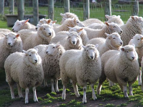 Hungry Sheep Devour Over 600 Pounds of Cannabis After Invading ...