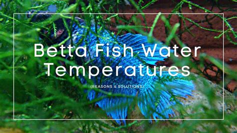 Important Guide to Betta Fish Water Temperatures - Aquarium Fish City