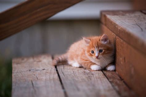 Ginger and White Kitten Lying on Stairs in 2021 | Cats, Cute cats and kittens, White kittens